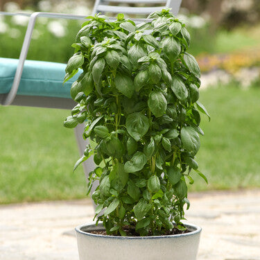 Basil Has Never Grown So Good - A New Breed!