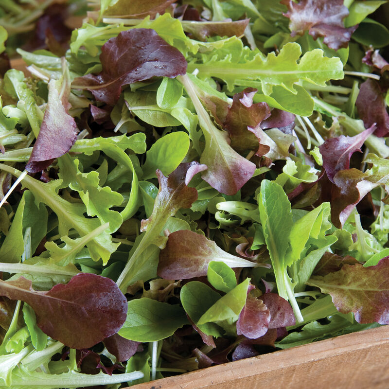 Lettuce Mix
