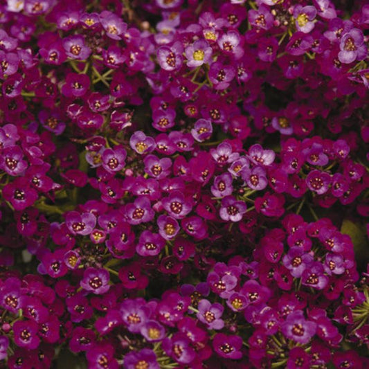 Alyssum Clear Crystal Purple Flower Plant