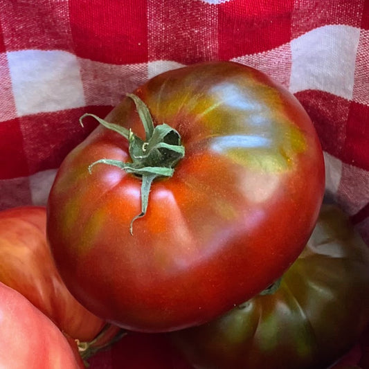 Carbon Large Tomato Plant