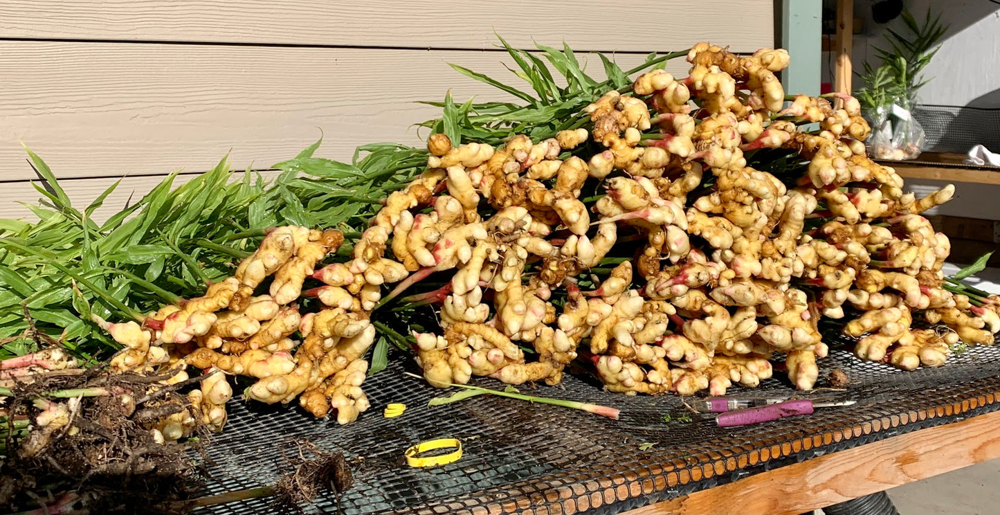 Fresh Ginger - 1 Pound Bag