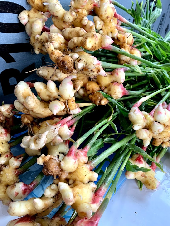 Fresh Ginger - 1 Pound Bag