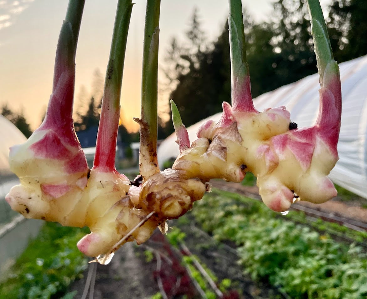 Fresh Ginger - 1 Pound Bag