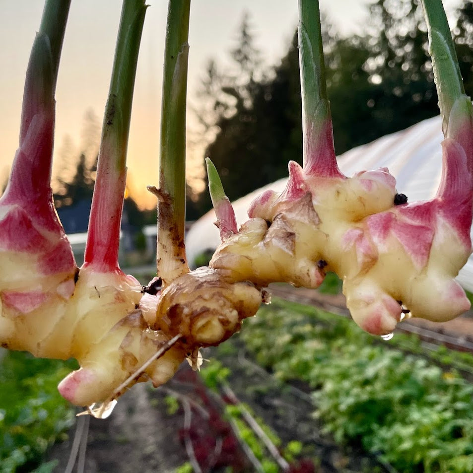 Fresh Ginger - 1/2 Pound Bag