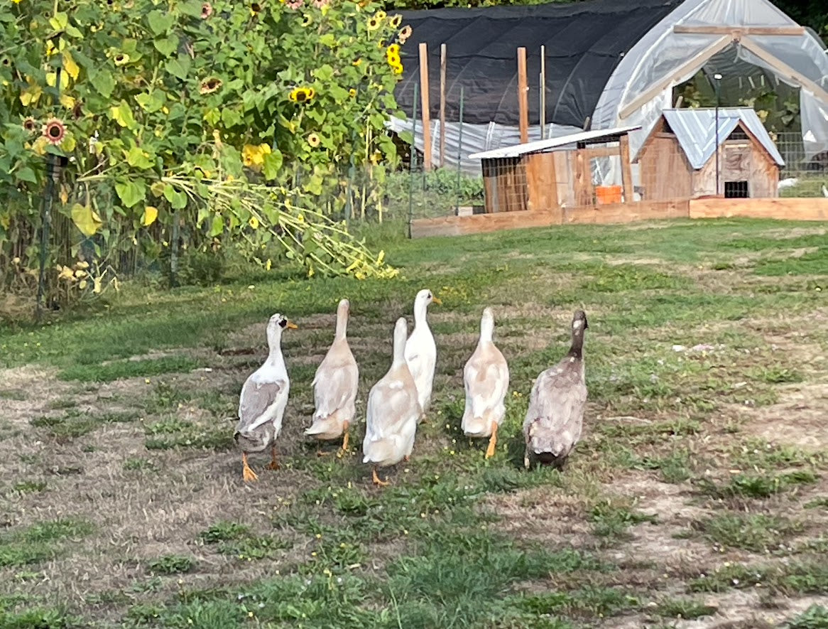 Duck Eggs