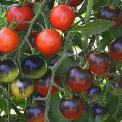 Midnight Snack Cherry Tomato Plant