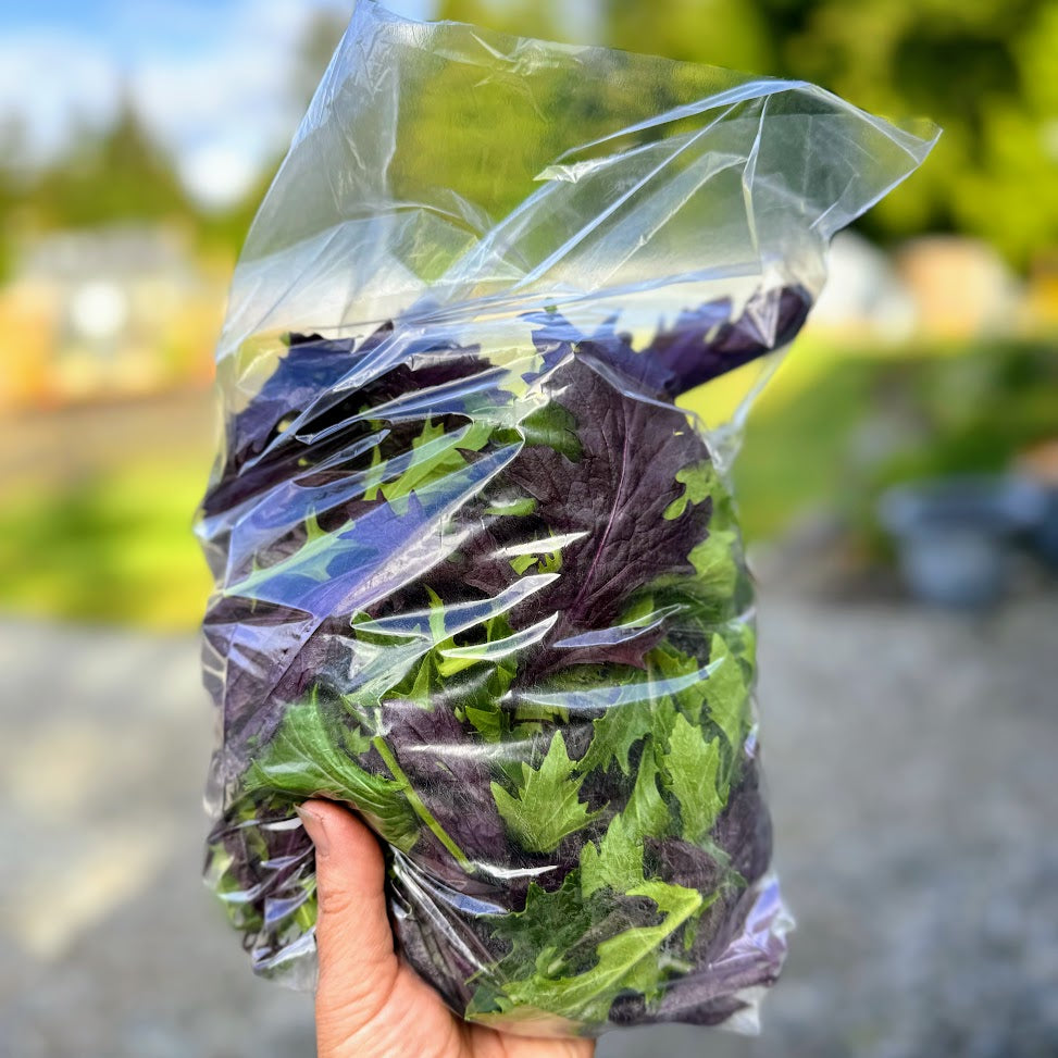 Spicy Salad Mix