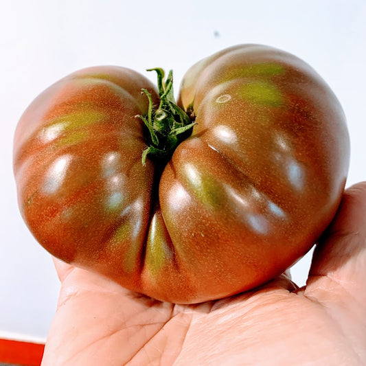 Purple Cherokee Large Tomato Plant