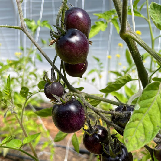 Indigo Cherry Drops Cherry Tomato Plant