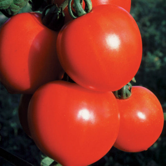 New Girl Slicer Tomato Plant