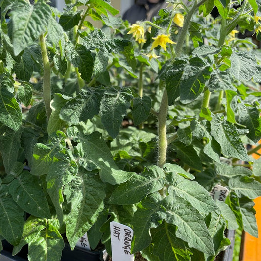 Orange Hat Micro Tomato Plant