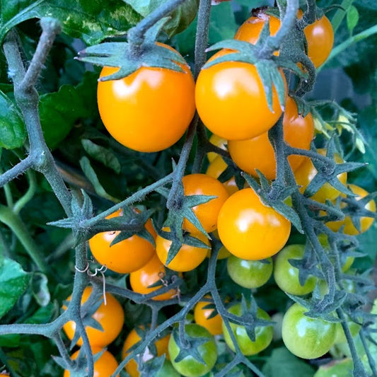 Sungold Cherry Tomato Plant