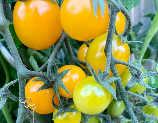 Yellow orange cherry tomatoes growing on the vine