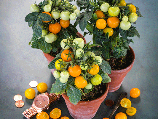Micro dwarf tomato plants in clay pots with orange cherry tomatoes