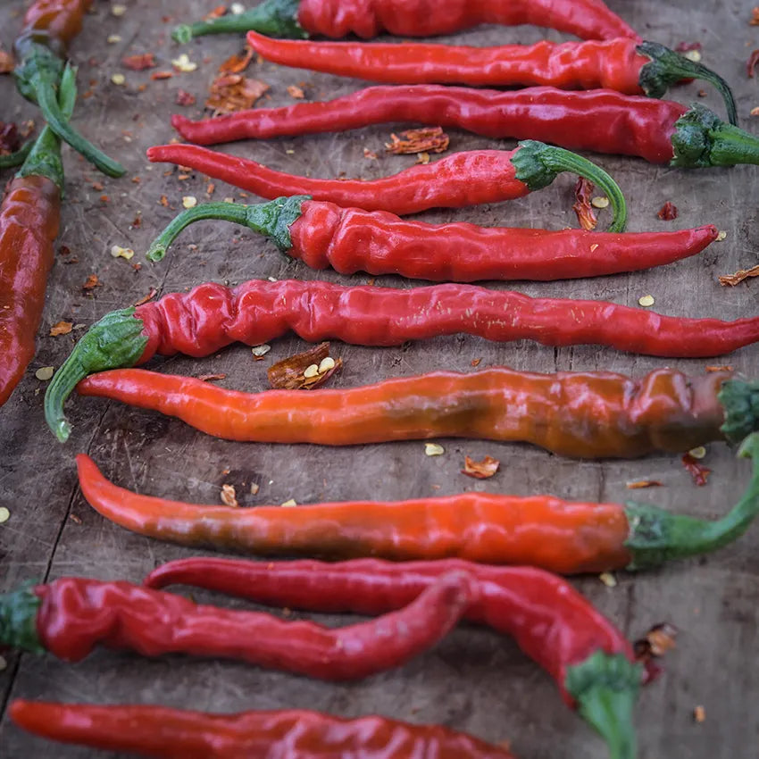 Cayenne Pepper Plant