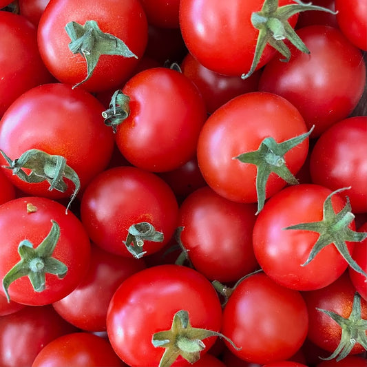 Jasper Cherry Tomato Plant