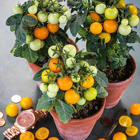 Orange Hat Micro Tomato Plant