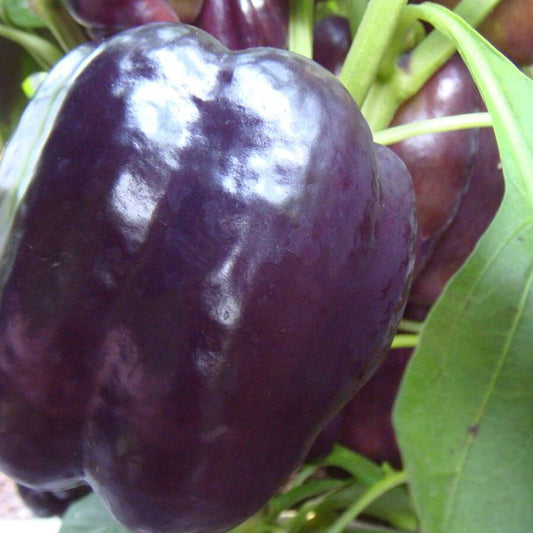 Purple Beauty Pepper Plant
