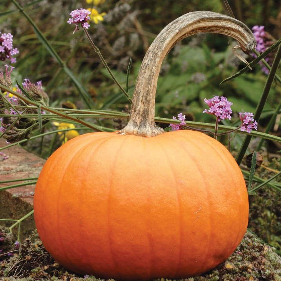 Small Sugar Pumpkin Plant