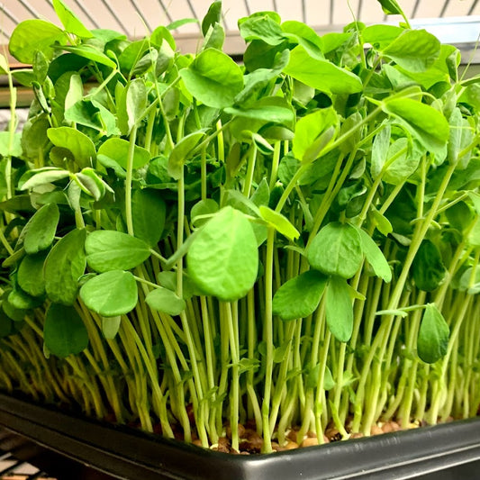 Pea Shoots