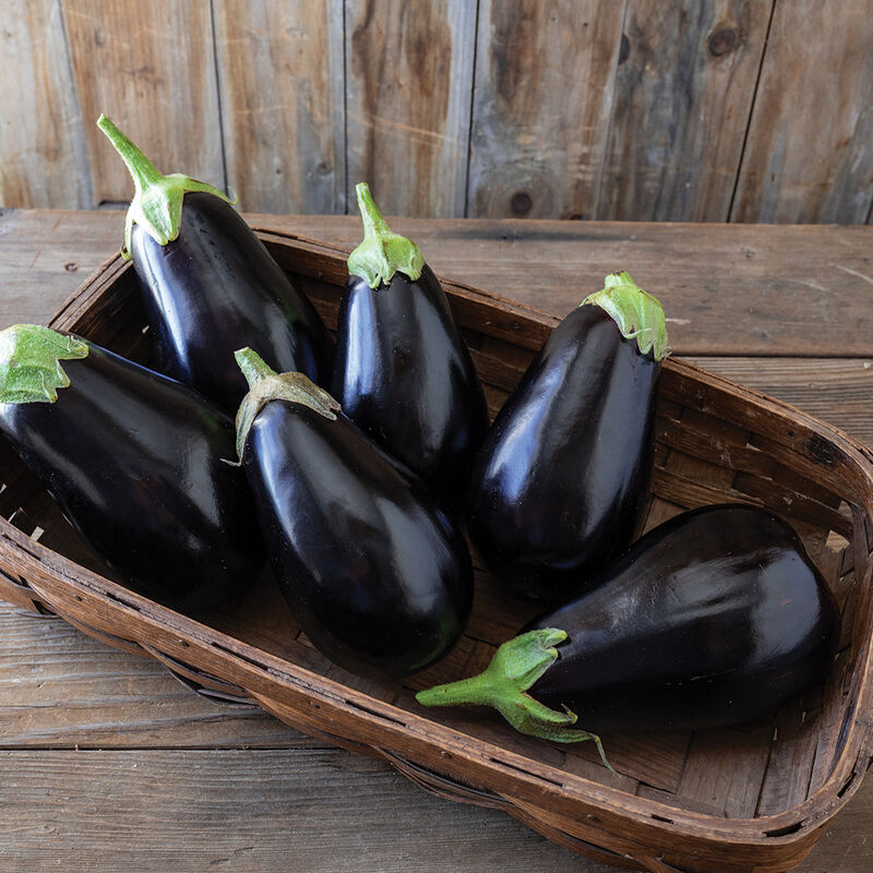 Eggplant - Thanos