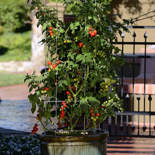 Tidy Treats Cherry Tomato Plant