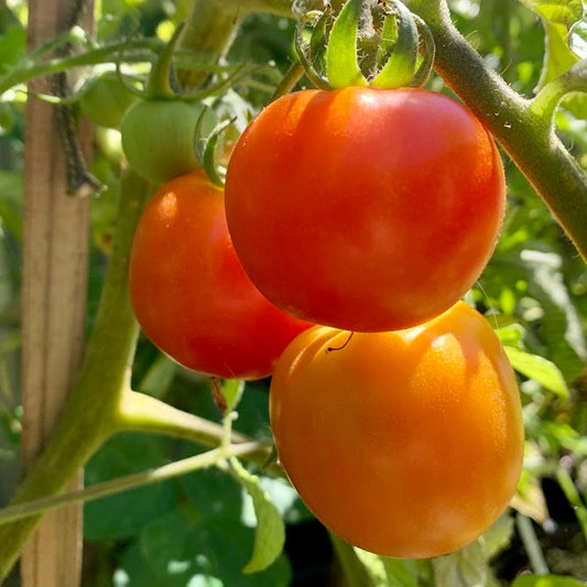 Early Girl Slicer Tomato Plant