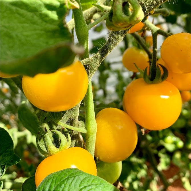 Galina Cherry Tomato Plant