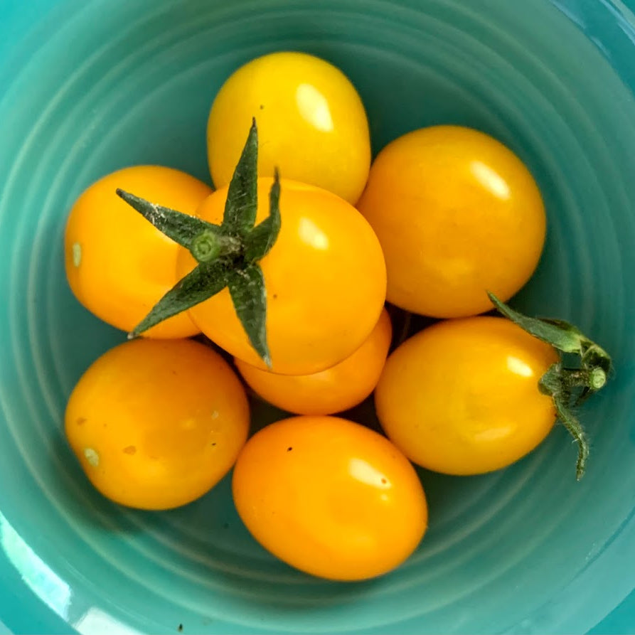 Gold Nugget Cherry Tomato Plant – Sayward Haven Farm