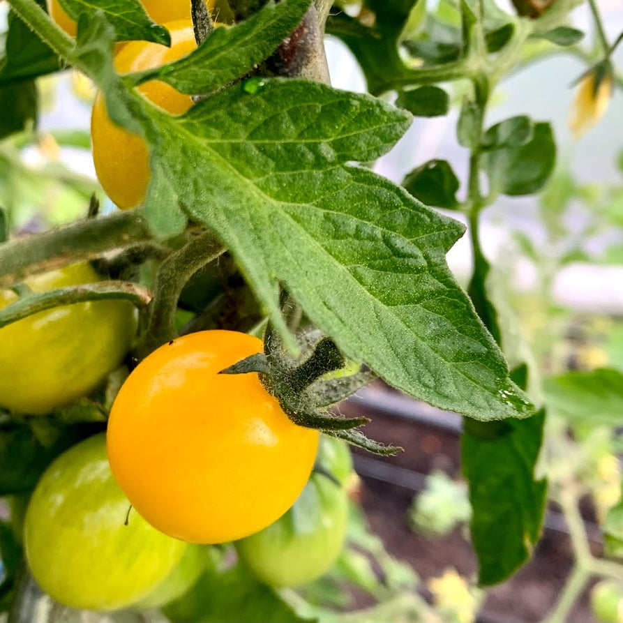 Gold Nugget Cherry Tomato Plant