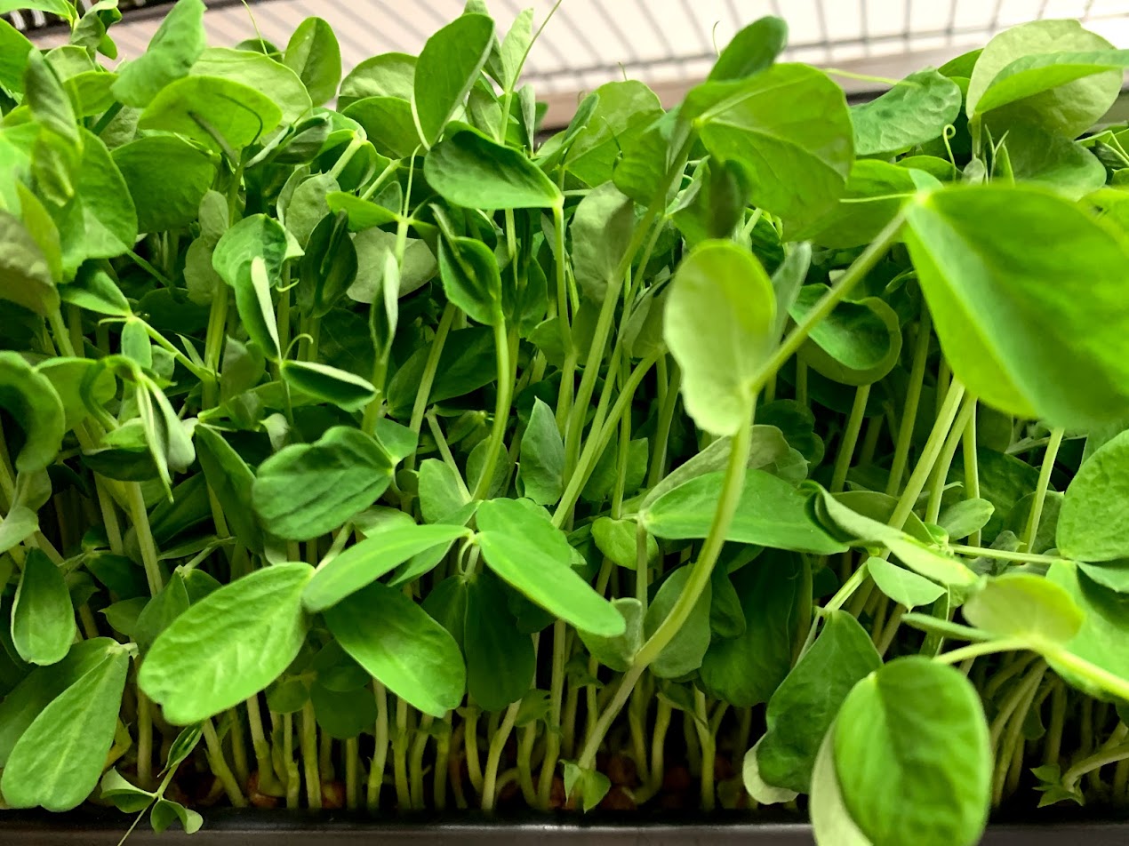 Pea Shoots