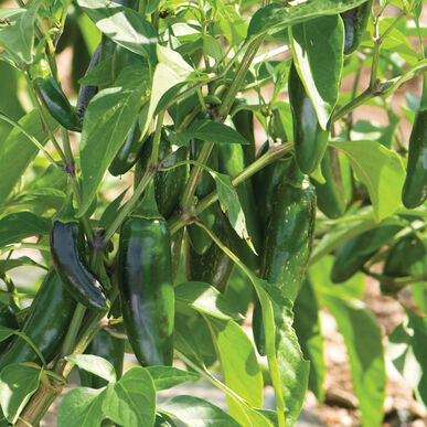 Jalafuego Pepper Plant