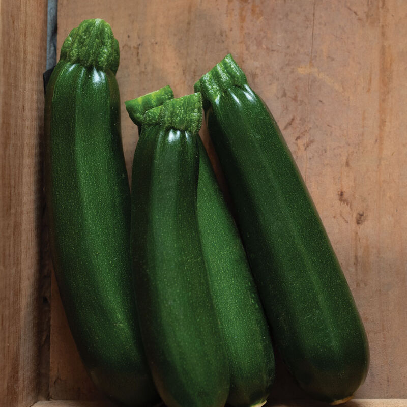 Raven Zucchini Plant