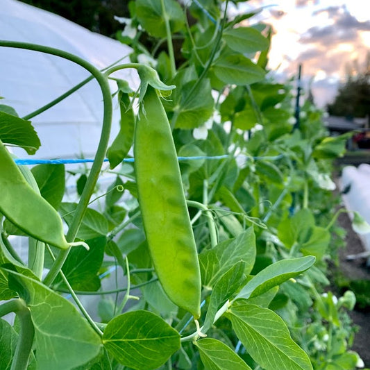 Oregon Sugar Pod II Snow Pea Plant