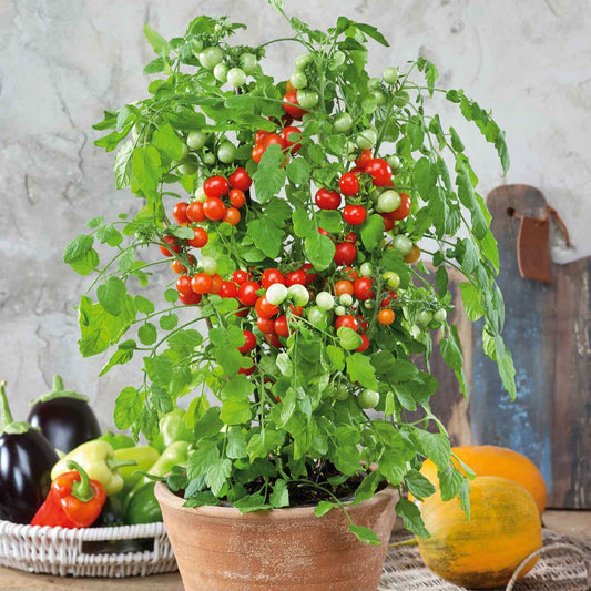 Tidy Treats Dwarf Cherry Tomato Plant