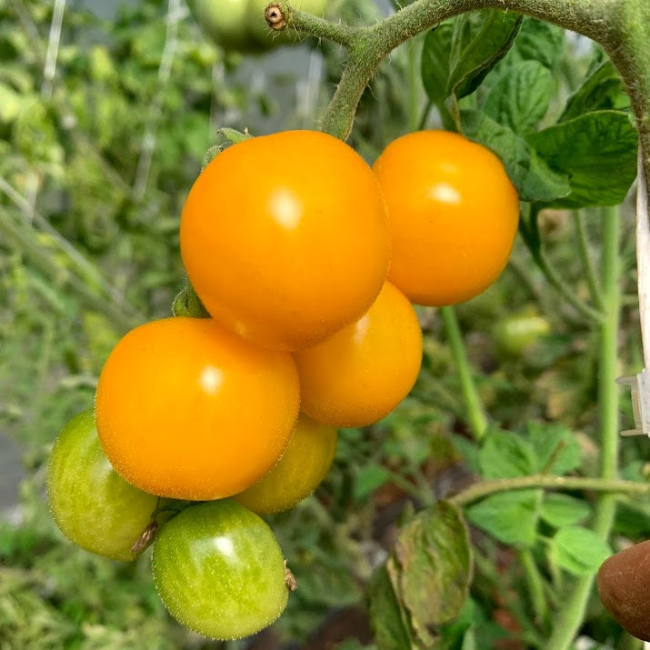 Galina Cherry Tomato Plant