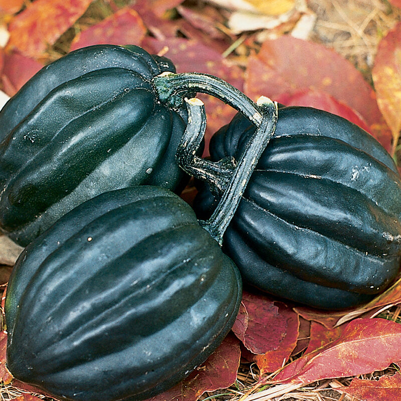 Tuffy Acorn Squash Plant