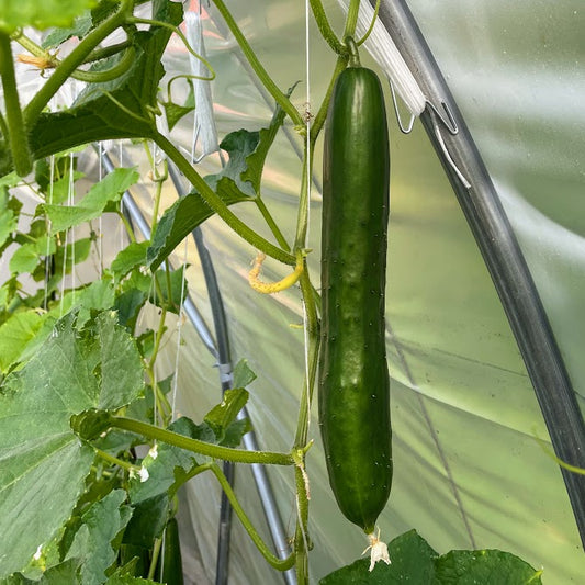 Unagi Cucumber Plant