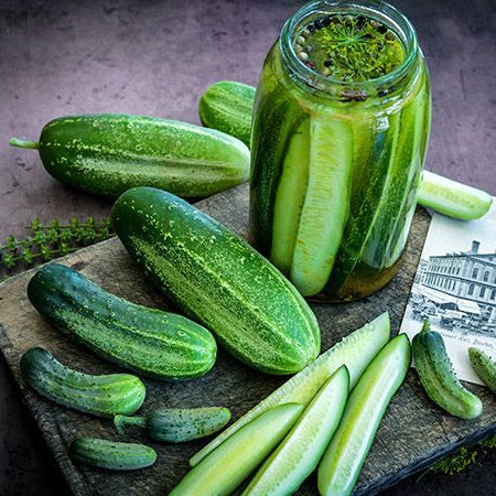 Boston Pickling Cucumber Plant